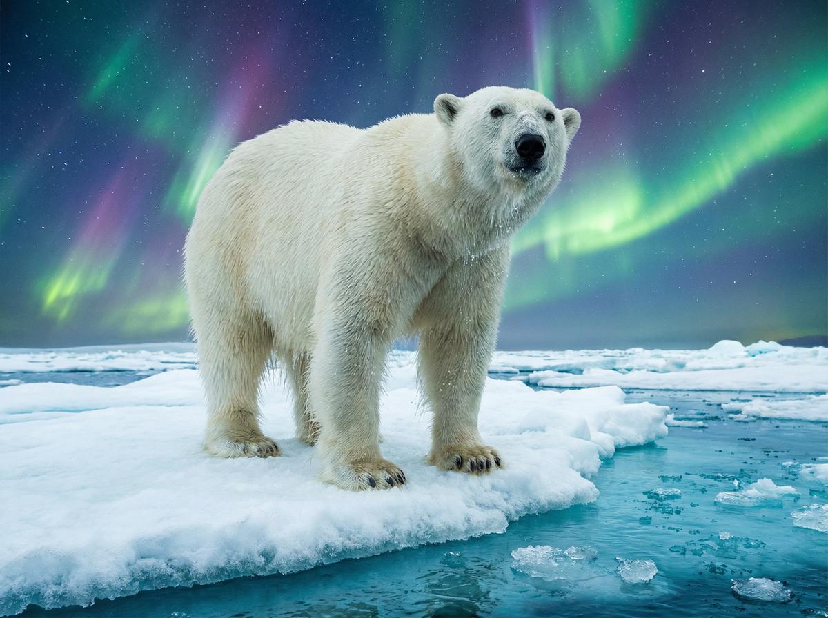 爆料吃瓜网北极熊视频